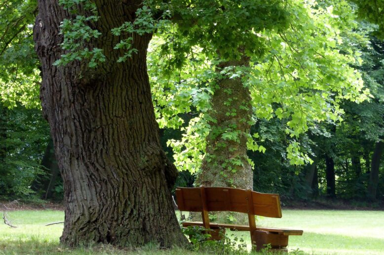 park-bench-1628870_1920