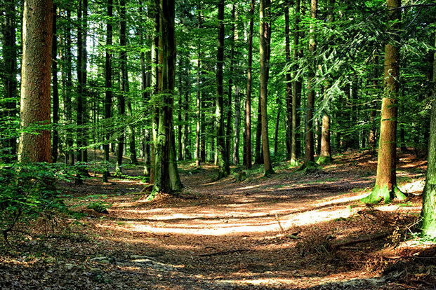 2019-09-13-abendblatt-koehl-wald-manfred-antranias-pixabay-733×414